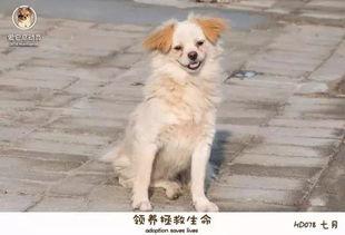 爆料救助流浪动物视频播放,救助流浪动物,温暖瞬间引网友共鸣 第2张 爆料救助流浪动物视频播放,救助流浪动物,温暖瞬间引网友共鸣 第2张